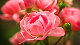 Pink flower green stem bokeh 2 - rose free wallpaper