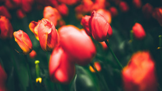 Red tulips autumn blurry shallow - red tulip free wallpaper