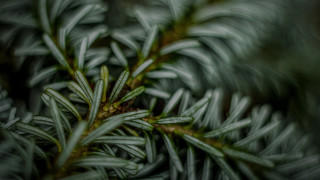 Pine needle branch blurry background - needle and needles free wallpaper