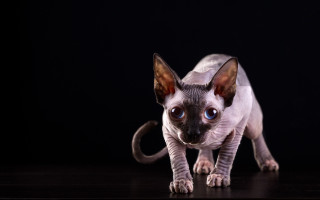 Cat blue eyes standing on - a table free wallpaper