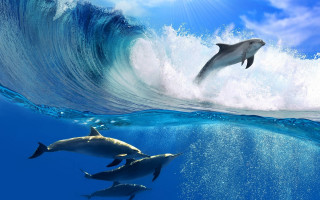 Dolphins ocean wave beach sky - ocean free wallpaper