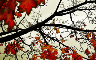 Red leaves autumn forest moon - a cloudy sky in the background free wallpaper