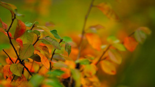 Tree leaves autumn bokeh macro - a close up of a tree free wallpaper