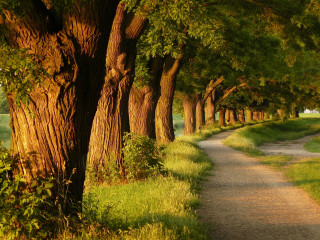 Path trees grassy field golf - a white bench free wallpaper