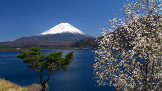 Tree white flowers lake mountain - ukiyoe free wallpaper
