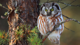 Small owl yellow eyes tree 2 - a small owl free wallpaper