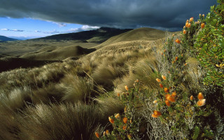 Orange flowers mountain clouds autumn - a bunch free wallpaper