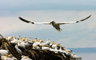 Birds rock formation ocean sky - a flock of birds free wallpaper