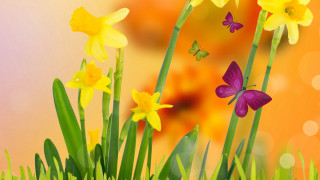 Flowers butterflies glow nature sunset - top of them free wallpaper