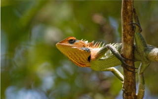 Lizard sitting on branch blurry - a lizard free wallpaper