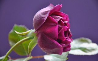 Purple rose green leaves macro - a purple rose free wallpaper