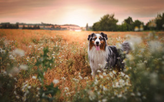 Dog flower field sunset tiltshift - the sun shining behind free wallpaper