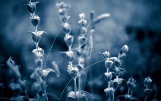 Plant blurry background macro photography - a close up of a plant free wallpaper