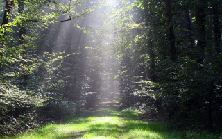 Woodland path sunbeams trees grass - the tree and grass free wallpaper