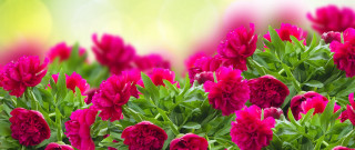 Pink flowers green leaves bouquet - digital free wallpaper