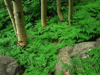 Forest green bench river rocks - lot free wallpaper