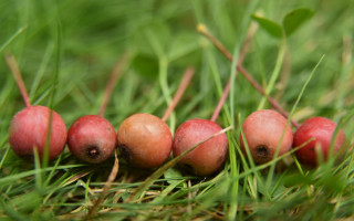 Red berries green grass blurry - leaf free wallpaper
