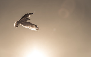 Bird sky sun flying feathers - the sun behind free wallpaper
