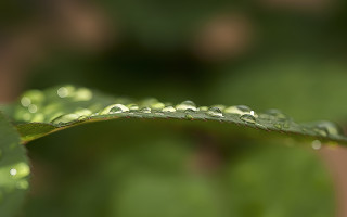 Green leaf water droplets macro 7 - depth of field free wallpaper