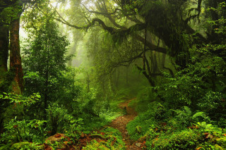 Forest path nature trail trees - afewerk tekle free wallpaper