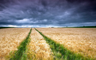 Cloudy sky field grass horizon - the middle of it free wallpaper