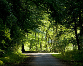 Road trees grass forest background - alen divi free wallpaper