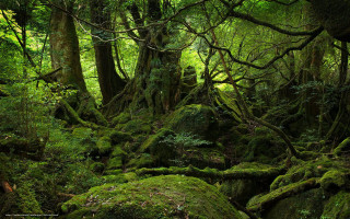 Mossy forest rocks trees background - ground free wallpaper