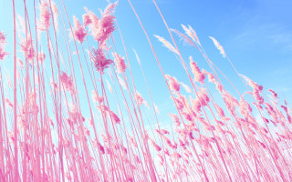 Pink cherry blossoms blue sky 2 - a photo free wallpaper
