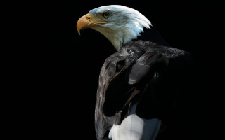 Bald eagle white head black - black wing free wallpaper