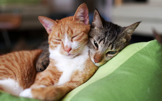 Cats cuddling green pillow sleeping - the other free wallpaper