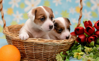 Puppies basket flower orange autumn - a flower arrangement free wallpaper