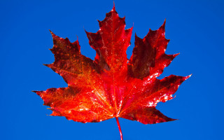 Red leaf water droplets blue 2 - thin free wallpaper