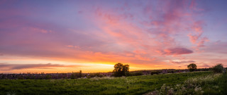 Field tree sunset clouds flowers - a few flower free wallpaper