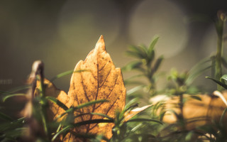 Leaf grass blurry background nature - the grass free wallpaper