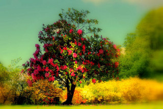 Tree red flowers field yellow - red flower free wallpaper