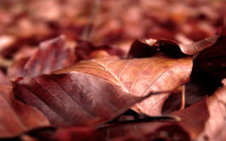 Leaves closeup autumn macro blurry - a blurry background of leaves free wallpaper
