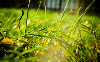 Grass building sunlight depth blur - grass free wallpaper