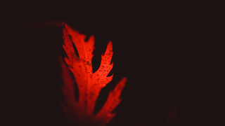 Red flower macro glowing colors - rich free wallpaper