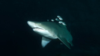Shark teeth fish back end - its back end free wallpaper