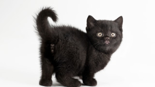 Black kitten surprised tail white - vanita free wallpaper
