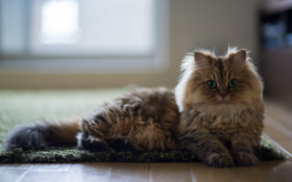 Fluffy cat rug room window - the floor in a room free wallpaper