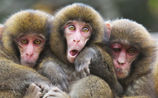 Three monkeys making faces yellow - arthur quartley free wallpaper