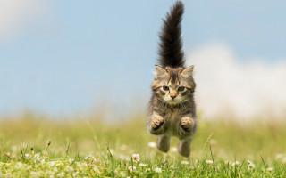 Cat running grass tail air - animal photography free wallpaper for desktop
