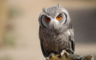 Owl orange eyes branch blurry - a blurry background of a building free wallpaper