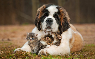 Dog kitten grass outdoors naturalism - one cat free wallpaper