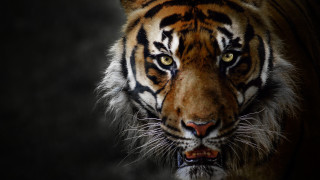 Tiger black background white stripe 2 - a tiger free wallpaper