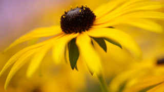 Yellow flower autumn macro blurry - field free wallpaper for desktop