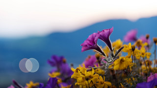 Flowers field macro blur sunflower - a bunch of flowers free wallpaper