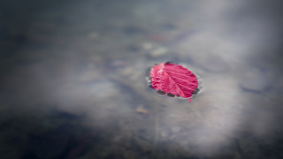 Floating leaf water sky clouds - a single leaf free wallpaper