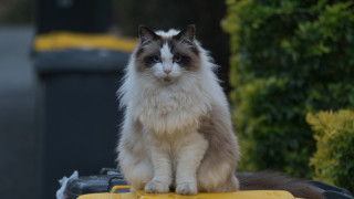 Cat yellow vehicle parking lot - photorealism free wallpaper